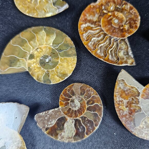 Ammonite Half - Picture 3 of 6